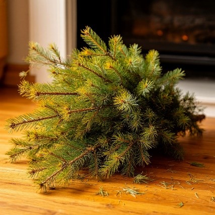 живую ёлку 3